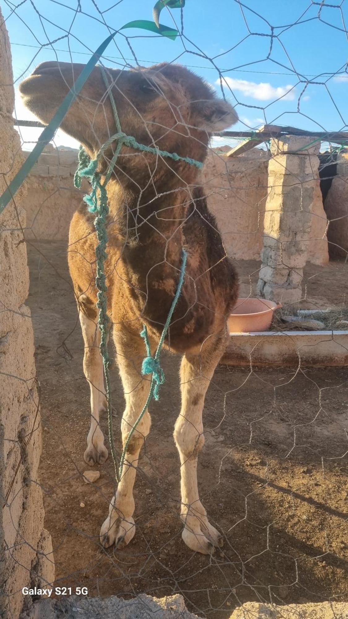 Toujane Maison D'Hote Dar Massouada מראה חיצוני תמונה